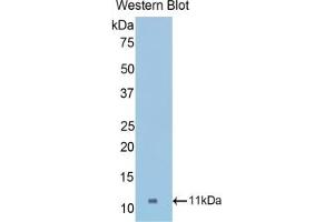 Western Blotting (WB) image for anti-Collagen, Type II, alpha 1 (COL2A1) (AA 1307-1383) antibody (ABIN7438682)