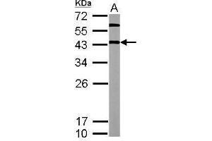 WB Image Sample (20 ug of whole cell lysate) A: mouse ESC 12% SDS PAGE antibody diluted at 1:5000 (OCT4 抗体)