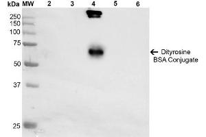 Western Blot analysis of Dityrosine-BSA Conjugate showing detection of 67 kDa Dityrosine-BSA using Mouse Anti-Dityrosine Monoclonal Antibody, Clone 10A6 . (Dityrosine 抗体  (HRP))