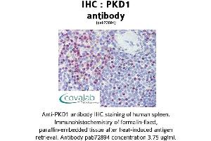 Image no. 1 for anti-Polycystic Kidney Disease 1 (Autosomal Dominant) (PKD1) (C-Term) antibody (ABIN1738122)