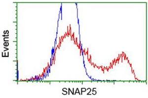 Flow Cytometry (FACS) image for anti-Synaptosomal-Associated Protein, 25kDa (SNAP25) antibody (ABIN1501018) (SNAP25 抗体)