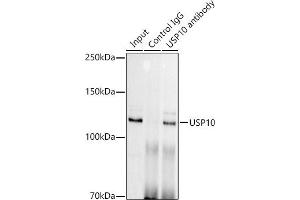 Immunoprecipitation analysis of 300 μg extracts of HeLa cells using 3 μg USP10 antibody (ABIN7271138). (USP10 抗体)