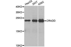 Western blot analysis of extracts of various cell lines, using CRADD antibody. (CRADD 抗体  (AA 1-199))