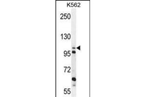 C4orf21 Antibody (N-term) (ABIN655214 and ABIN2850480) western blot analysis in K562 cell line lysates (35 μg/lane). (ZGRF1 抗体  (N-Term))