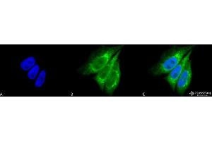 Immunocytochemistry/Immunofluorescence analysis using Rabbit Anti-KDEL Polyclonal Antibody . (KDEL 抗体  (Atto 488))