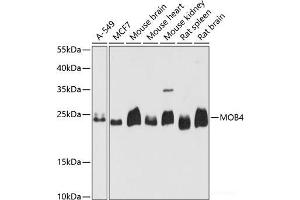 Western blot analysis of extracts of various cell lines using MOB4 Polyclonal Antibody at dilution of 1:3000. (MOBKL3 抗体)