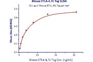 Binding Studies (Bind) image for Cytotoxic T-Lymphocyte-Associated Protein 4 (CTLA4) (AA 36-162) (Active) protein (Fc Tag) (ABIN2870731)