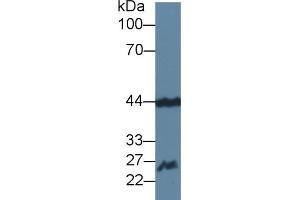Detection of FGF15 in Mouse Cerebrum lysate using Polyclonal Antibody to Fibroblast Growth Factor 15 (FGF15) (FGF15 抗体  (AA 25-218))