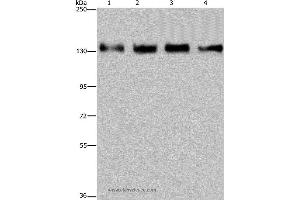 Western blot analysis of 293T, Hela, A172 and A549 cell, using GOLGA2 Polyclonal Antibody at dilution of 1:300 (Golgin A2 (GOLGA2) 抗体)