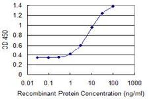 Detection limit for recombinant GST tagged KLHL1 is 0. (KLHL1 抗体  (AA 61-160))