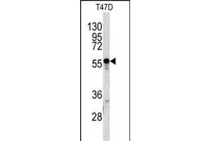 Western blot analysis of A1BG antibody (C-term) (ABIN391490 and ABIN2841457) in T47D cell line lysates (35 μg/lane). (A1BG 抗体  (C-Term))