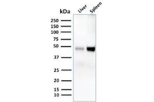 Western Blot Analysis of human liver and spleen tissue lysates using CD209 Mouse Monoclonal Antibody (C209/1781). (DC-SIGN/CD209 抗体)