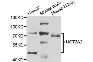 Western blot analysis of extracts of various cell lines, using μgT3A2 antibody (ABIN5975308) at 1/1000 dilution. (UGT3A2 抗体)