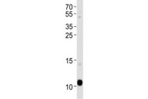 APOA2 antibody western blot analysis in human blood plasma lysate. (APOA2 抗体  (AA 23-56))