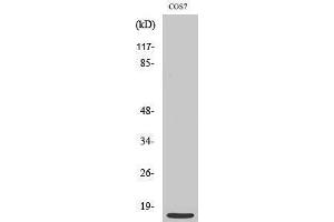 Western Blotting (WB) image for anti-Mitochondrial Ribosomal Protein S21 (MRPS21) (Internal Region) antibody (ABIN3176129) (MRPS21 抗体  (Internal Region))
