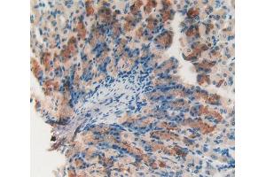 IHC-P analysis of Mouse Stomach Tissue, with DAB staining. (Catalase 抗体  (AA 32-157))