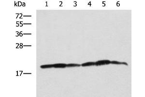 Western blot analysis of 293T K562 and HepG2 cell lysates using BLOC1S6 Polyclonal Antibody at dilution of 1:650 (Pallidin 抗体)