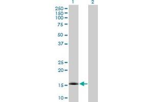 Western Blot analysis of NXT1 expression in transfected 293T cell line by NXT1 MaxPab polyclonal antibody. (NXT1 抗体  (AA 1-140))