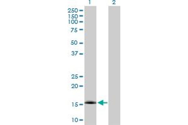 NXT1 Antikörper  (AA 1-140)