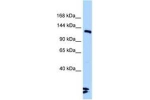 Image no. 1 for anti-Ligase III, DNA, ATP-Dependent (LIG3) (AA 930-979) antibody (ABIN6748213) (LIG3 抗体  (AA 930-979))