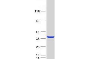 CLYBL Protein (Myc-DYKDDDDK Tag)