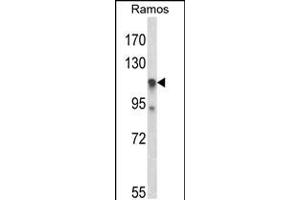 Western blot analysis of C11orf30 Antibody in Ramos cell line lysates (35ug/lane) (EMSY 抗体  (N-Term))