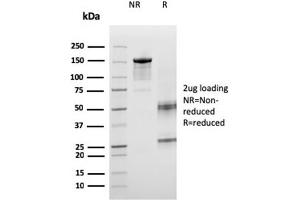 SDS-PAGE Analysis Purified ICOS-L Mouse Monoclonal Antibody (ICOSL/3260). (ICOSLG 抗体  (AA 23-149))