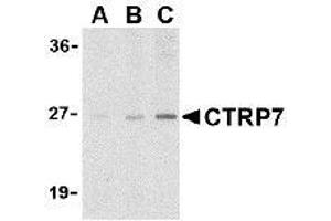 Western blot analysis of CTRP7 in 3T3 cell lysate with AP30259PU-N CTRP7 antibody at (A) 1, (B) 2, and (C) 4 μg/ml. (CTRP7 抗体  (N-Term))