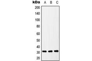 Western Blotting (WB) image for anti-Solute Carrier Family 39 (Zinc Transporter), Member 9 (SLC39A9) (Center) antibody (ABIN7298230)