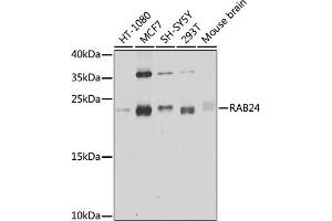 Western blot analysis of extracts of various cell lines, using R antibody (ABIN6132225, ABIN6146561, ABIN6146562 and ABIN6224440) at 1:1000 dilution. (RAB24 抗体  (AA 1-203))