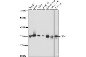 Western blot analysis of extracts of various cell lines using TSFM Polyclonal Antibody at dilution of 1:1000. (TSFM 抗体)