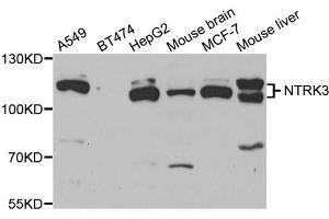 Western blot analysis of extracts of various cell lines, using NTRK3 antibody. (NTRK3 抗体)