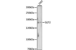 Western blot analysis of extracts of 293T cells, using SLIT2 antibody (ABIN6293578). (SLIT2 抗体)