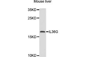 Western blot analysis of extracts of mouse liver, using IL36G antibody (ABIN6003861) at 1/1000 dilution. (IL1F9 抗体)