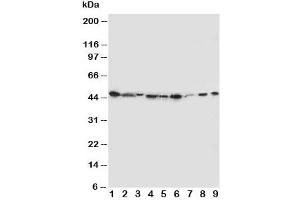Western blot testing of IDO antibody and Lane 1:  SMMC-7721 (IDO 抗体  (N-Term))