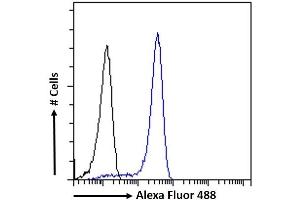 (ABIN6391384) Flow cytometric analysis of paraformaldehyde fixed HEK293 cells (blue line), permeabilized with 0. (SOX2 抗体  (N-Term))