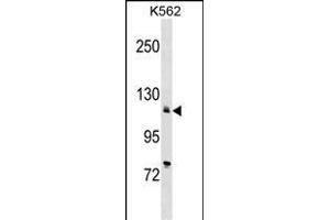 ATP2A2 Antibody (Center) (ABIN1538370 and ABIN2848666) western blot analysis in K562 cell line lysates (35 μg/lane). (ATP2A2 抗体  (AA 374-403))