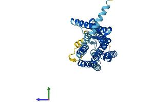 Protein Structure (PS) image for Olfactory Receptor, Family 2, Subfamily T, Member 8 (OR2T8) (AA 1-312) protein (His tag) (ABIN7550458)