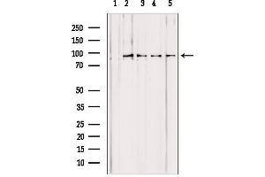 Western blot analysis of extracts from various samples, using PYGL antibody. (PYGL 抗体  (Internal Region))