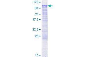 Image no. 1 for Growth Arrest-Specific 2 Like 3 (GAS2L3) (AA 1-694) protein (GST tag) (ABIN1354811) (GAS2L3 Protein (AA 1-694) (GST tag))