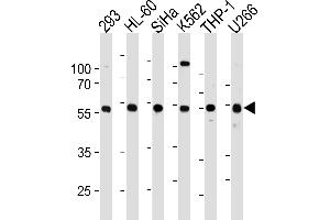 Western blot analysis in 293,HL-60,SiHa,K562,THP-1,U266 cell line lysates (35ug/lane). (YY1 抗体  (N-Term))