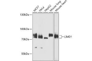 Western blot analysis of extracts of various cell lines, using LIMD1 antibody (ABIN7268259) at 1:1000 dilution. (LIMD1 抗体  (AA 1-200))