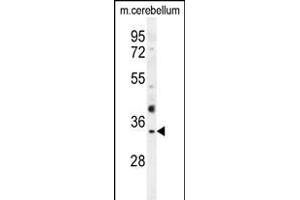 OR51I1 Antibody (C-term) (ABIN654595 and ABIN2844294) western blot analysis in mouse cerebellum tissue lysates (35 μg/lane).