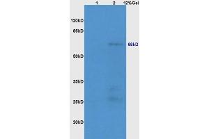 Lane 1: mouse lung lysates Lane 2: mouse embryo lysates probed with Anti NR1D1/REV-ERB alpha Polyclonal Antibody, Unconjugated (ABIN700854) at 1:200 in 4 °C. (NR1D1 抗体)