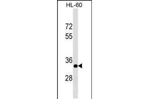 Western blot analysis in HL-60 cell line lysates (35ug/lane). (ERAL1 抗体  (AA 152-180))