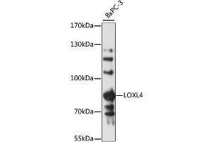 Western blot analysis of extracts of BxPC-3 cells, using LOXL4 antibody (ABIN6292380) at 1:3000 dilution. (LOXL4 抗体)