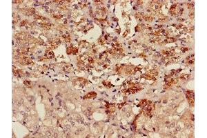 Immunohistochemistry of paraffin-embedded human adrenal gland tissue using ABIN7142910 at dilution of 1:100 (AKAP7 抗体  (AA 1-81))
