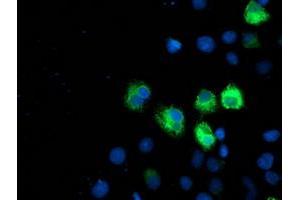 Anti-ILVBL mouse monoclonal antibody (ABIN2454702) immunofluorescent staining of COS7 cells transiently transfected by pCMV6-ENTRY ILVBL (RC203987). (ILVBL 抗体)