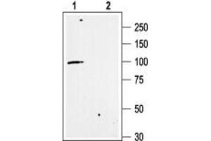 Western Blotting (WB) image for anti-Small Conductance Calcium-Activated Potassium Channel Protein 3 (KCNN3) (AA 659-674), (Intracellular) antibody (ABIN7043633)