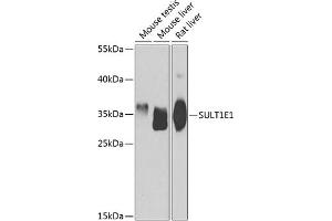 Western blot analysis of extracts of various cell lines, using SULT1E1 antibody (ABIN6129758, ABIN6148714, ABIN6148715 and ABIN6223332) at 1:1000 dilution. (SULT1E1 抗体  (AA 140-294))